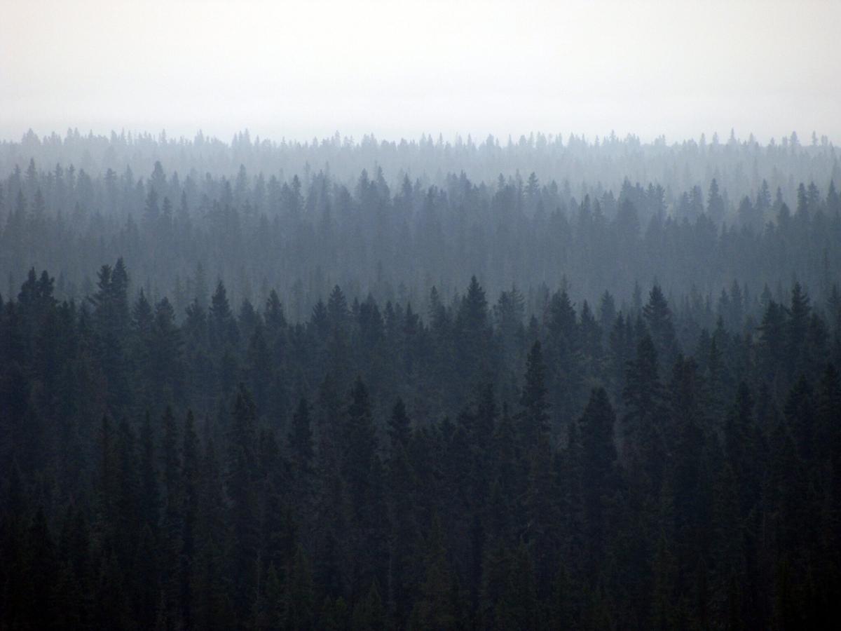 An aerial view of an extensive pine forest
