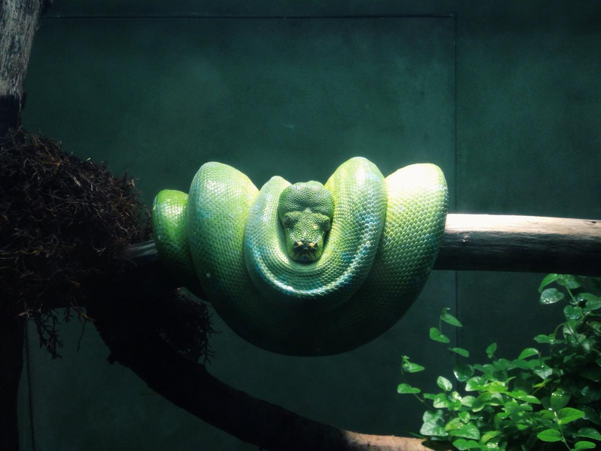 A green snake sits in a tight coil, balanced on a log inside its enclosure
