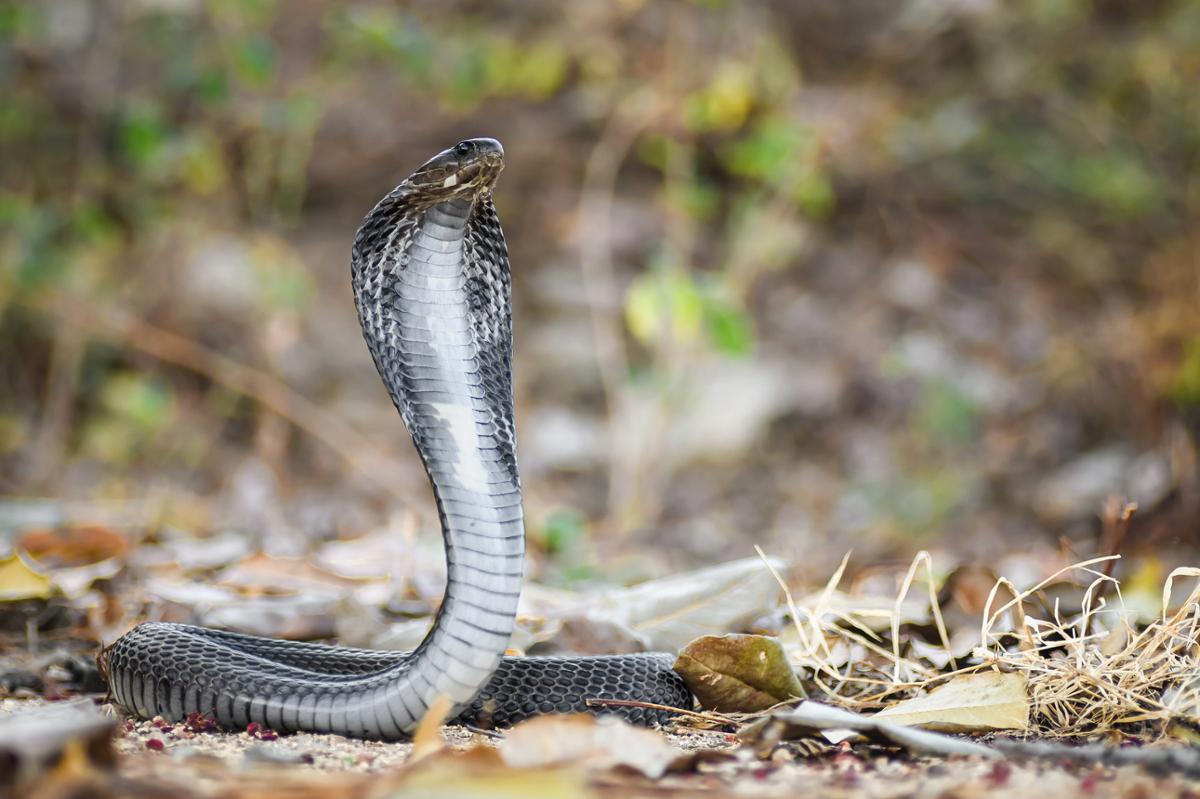 A coiled spitting cobra sitting upright