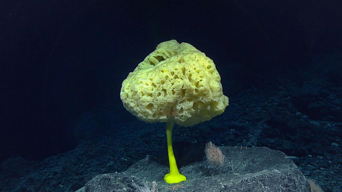 A bright yellow sponge in a round shape stands on one stalk attached to a rock underwater