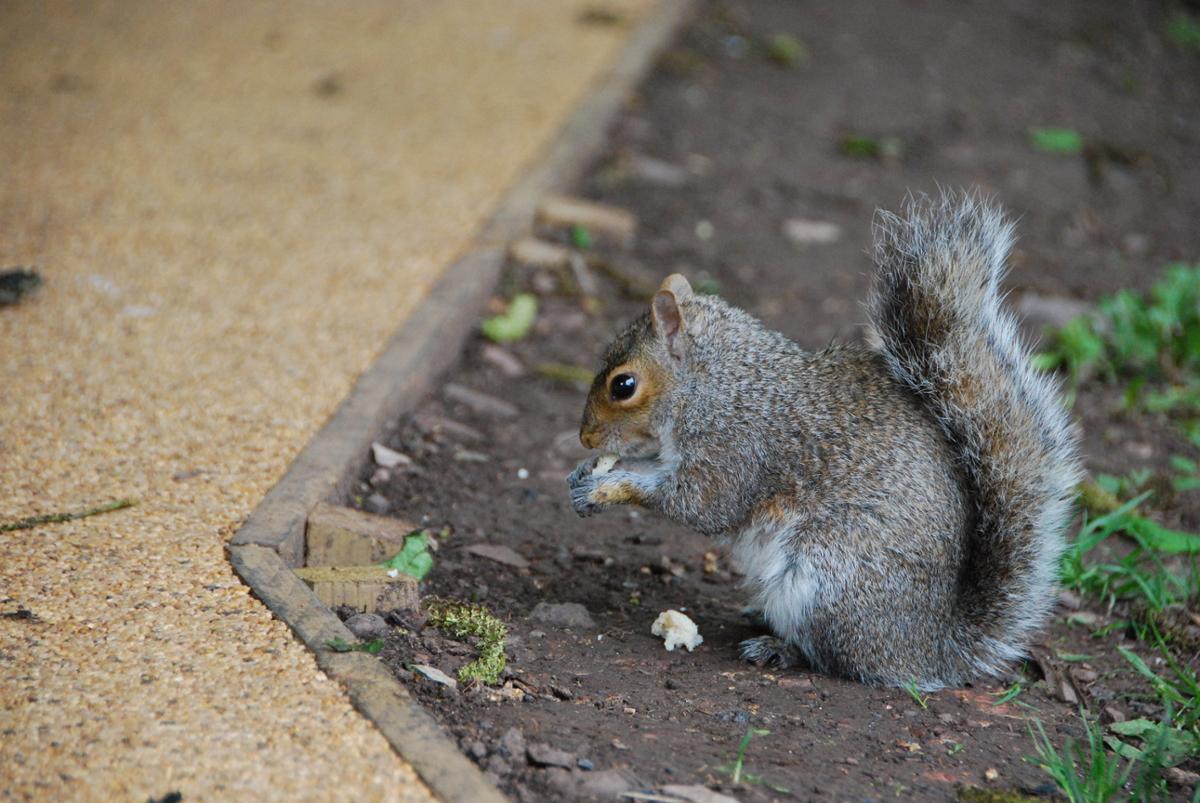 A squirrel sits and eats on the ground in side profile to the camera near a concrete surface