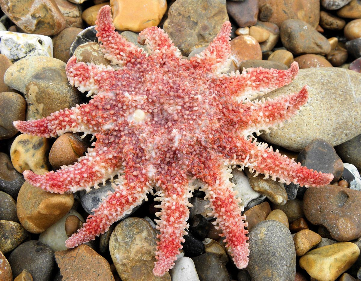 A large Common sunstar on a pebbly beach out of the water