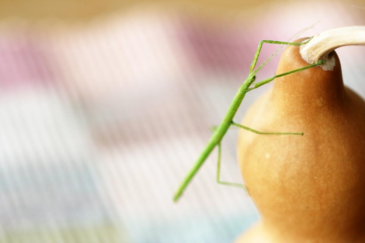 A green stick bug crawls on the surface of a gourd