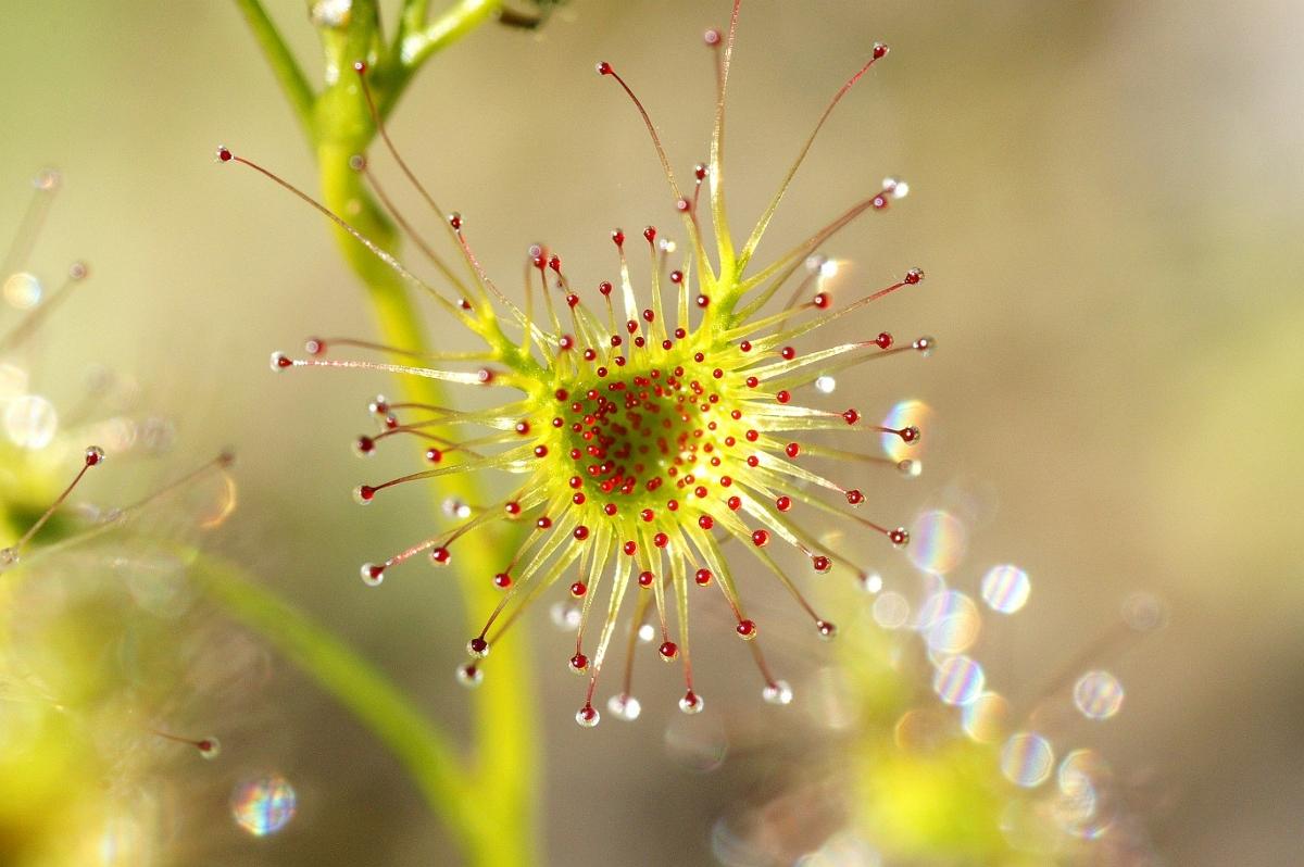A single sundew plant in closeup with the background out of focus