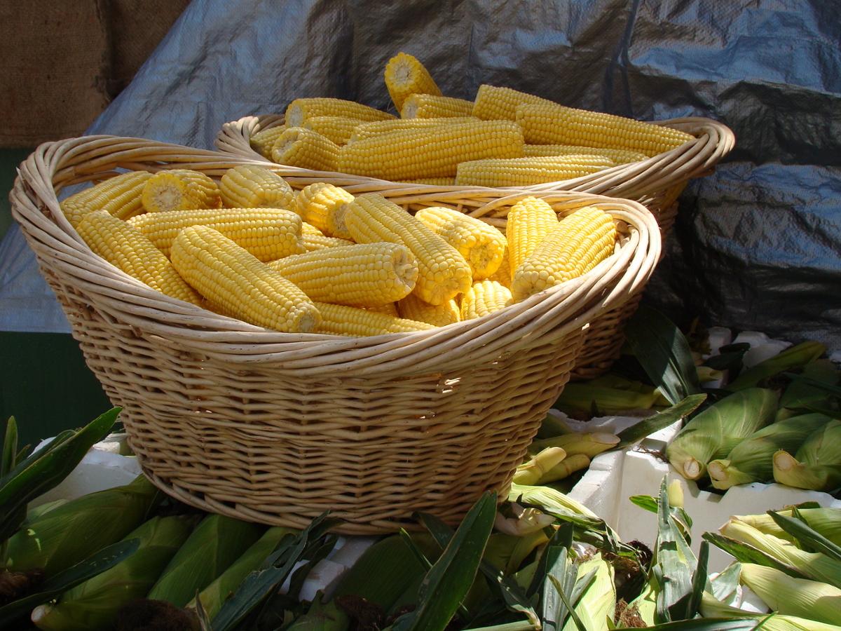 A basket of shucked sweet corn, with others on the ground still in their husks