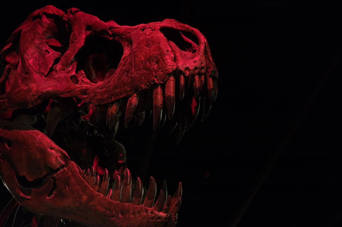 A T. rex skull against a black background lit with a dark red light