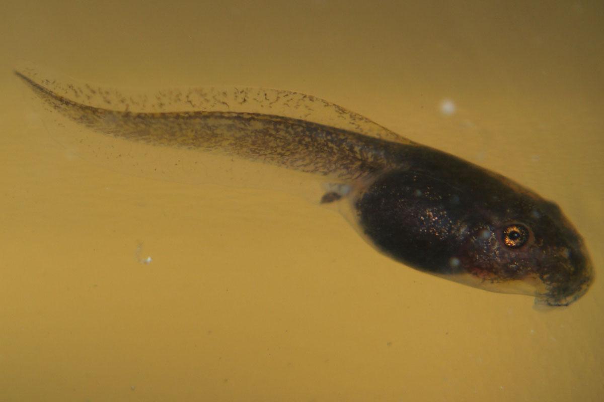 Photo of a tadpole.