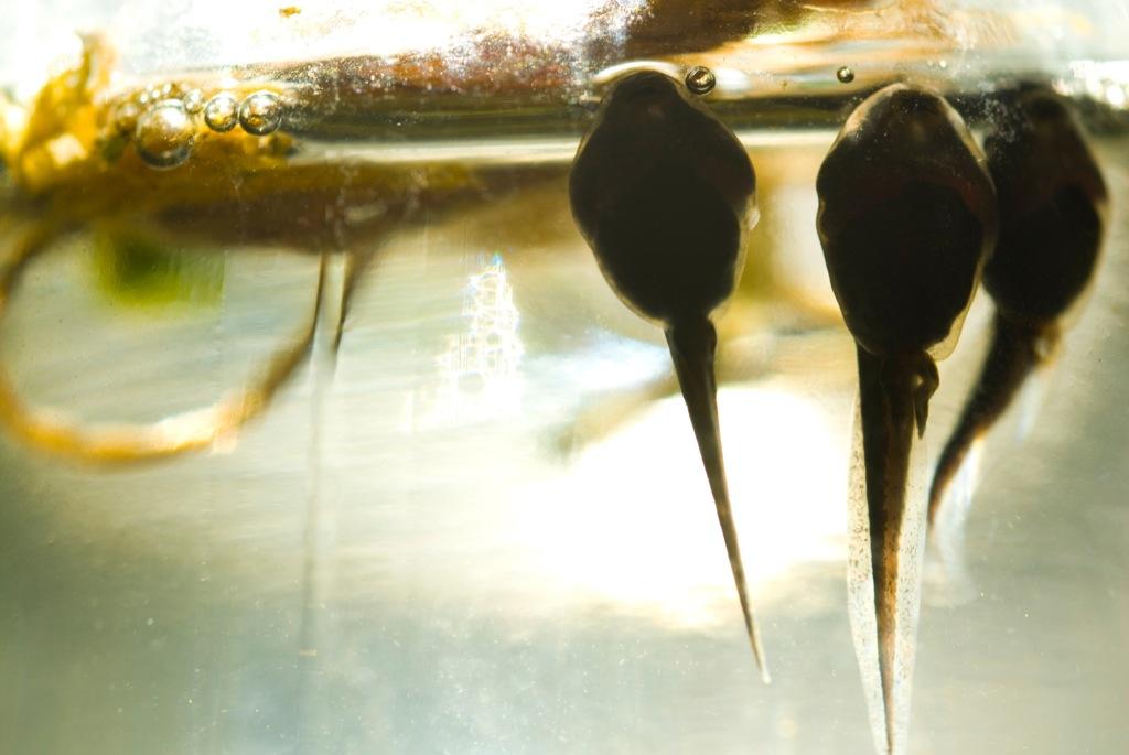 Three tadpoles swim up towards the surface of murky water