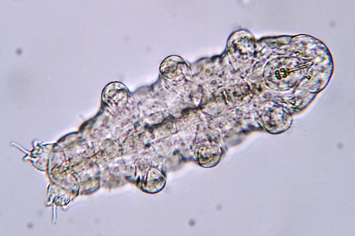 A transparent tardigrade under a microscope