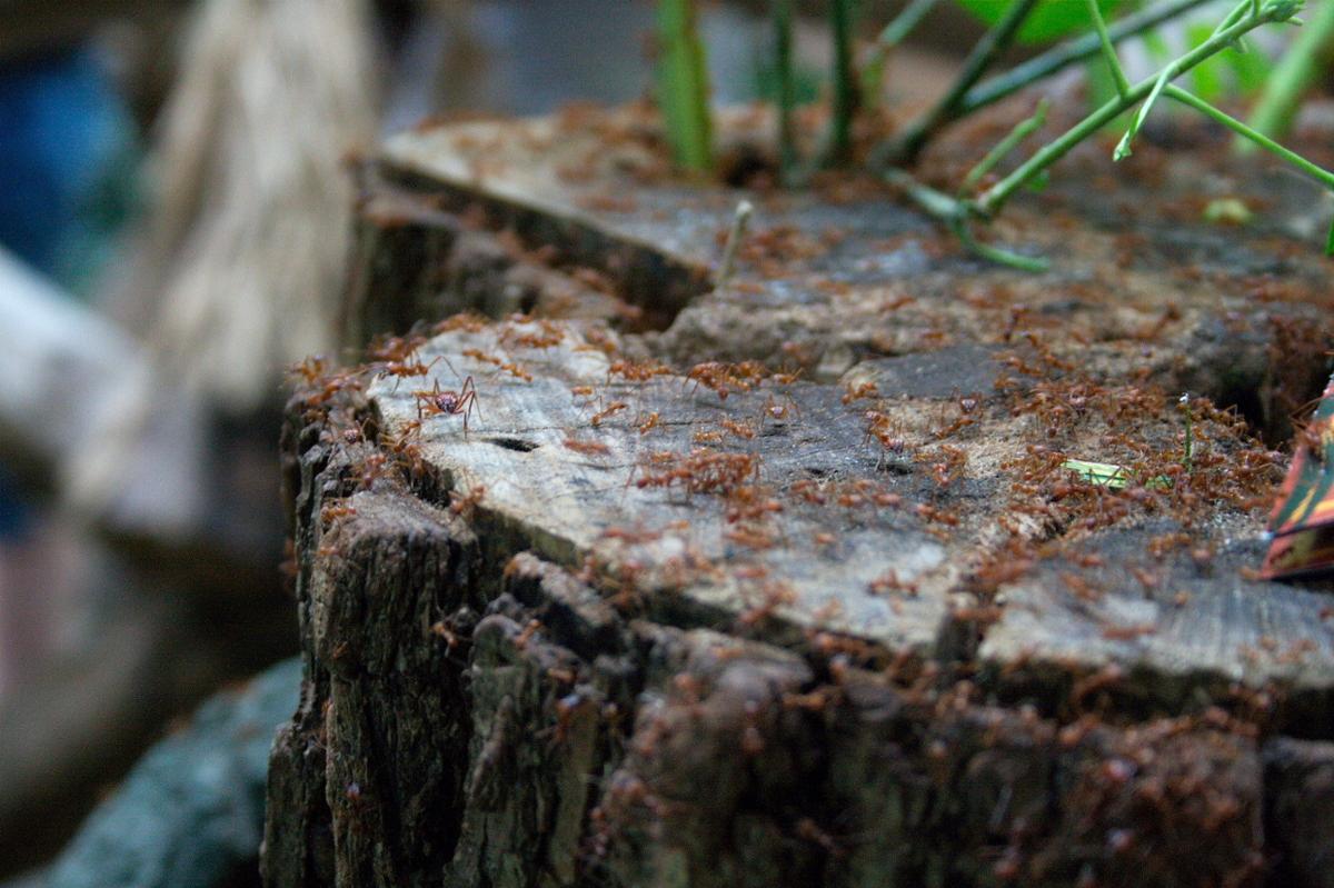 Countless termites crawl around a tree stump near some tall grass