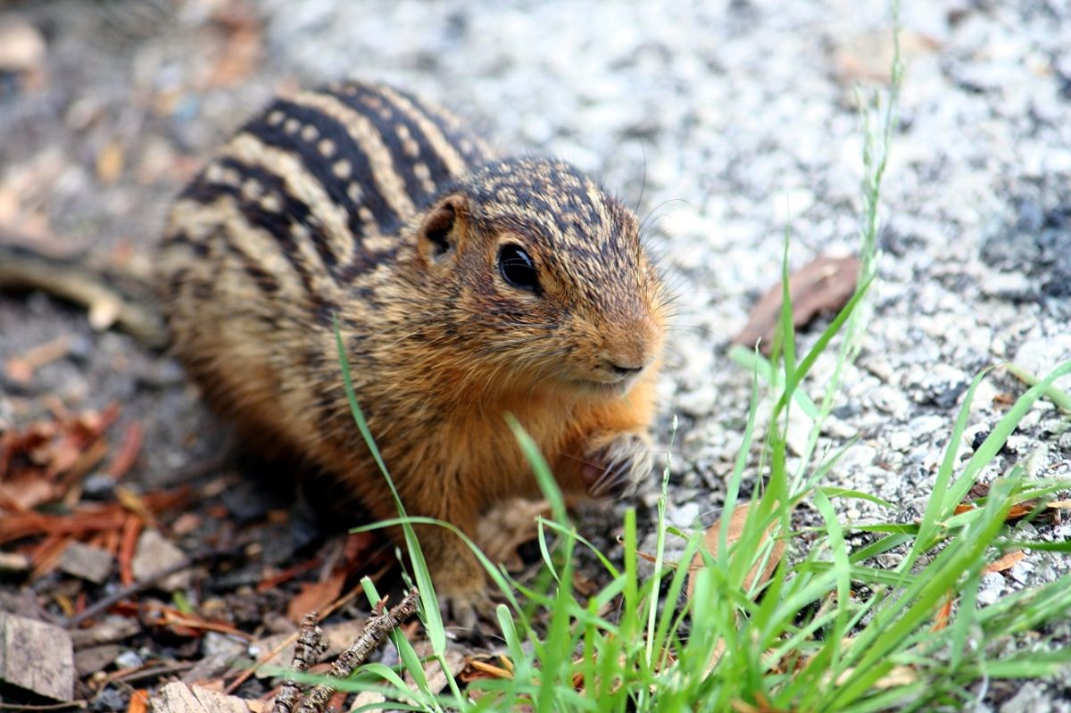 A Thirteen-Lined Squirrel looks at the camera next to a small patch of grass