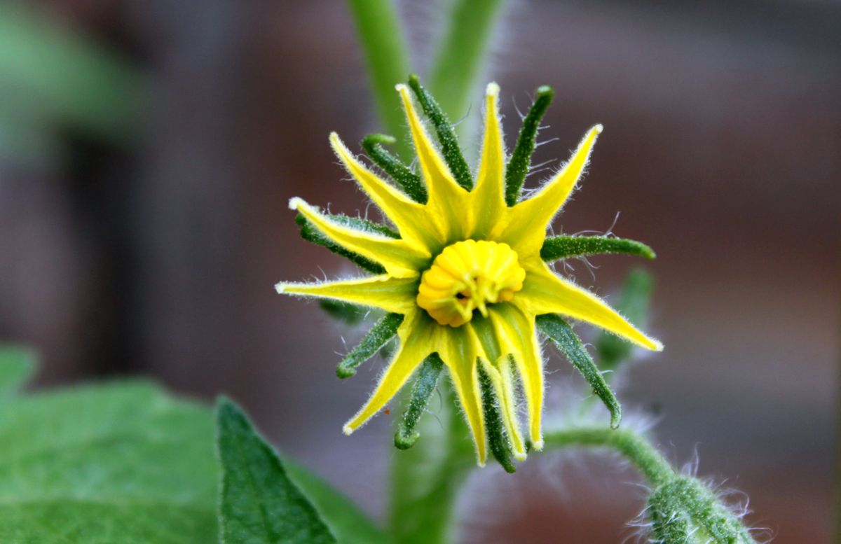 A yellow flower about to bloom on a tomato plant