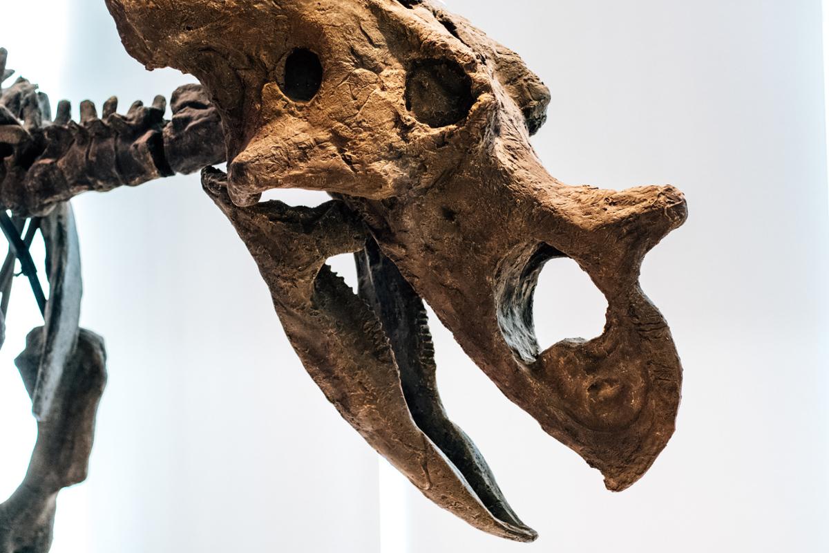 A closeup of a triceratops skull in profile against a white background