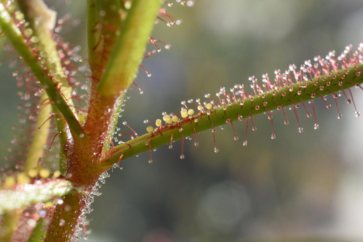 A closeup of the hair-like trichomes on a plant's stem
