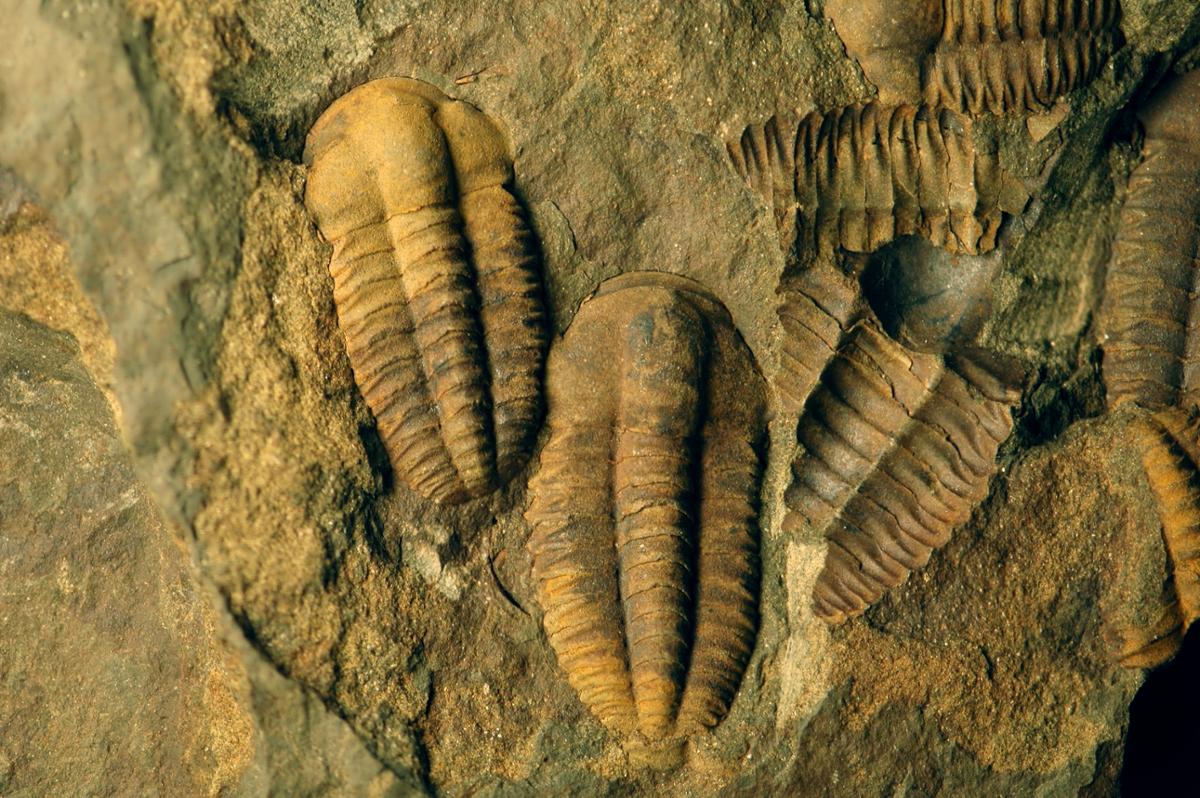 A group of trilobite fossils in varying conditions embedded in rock