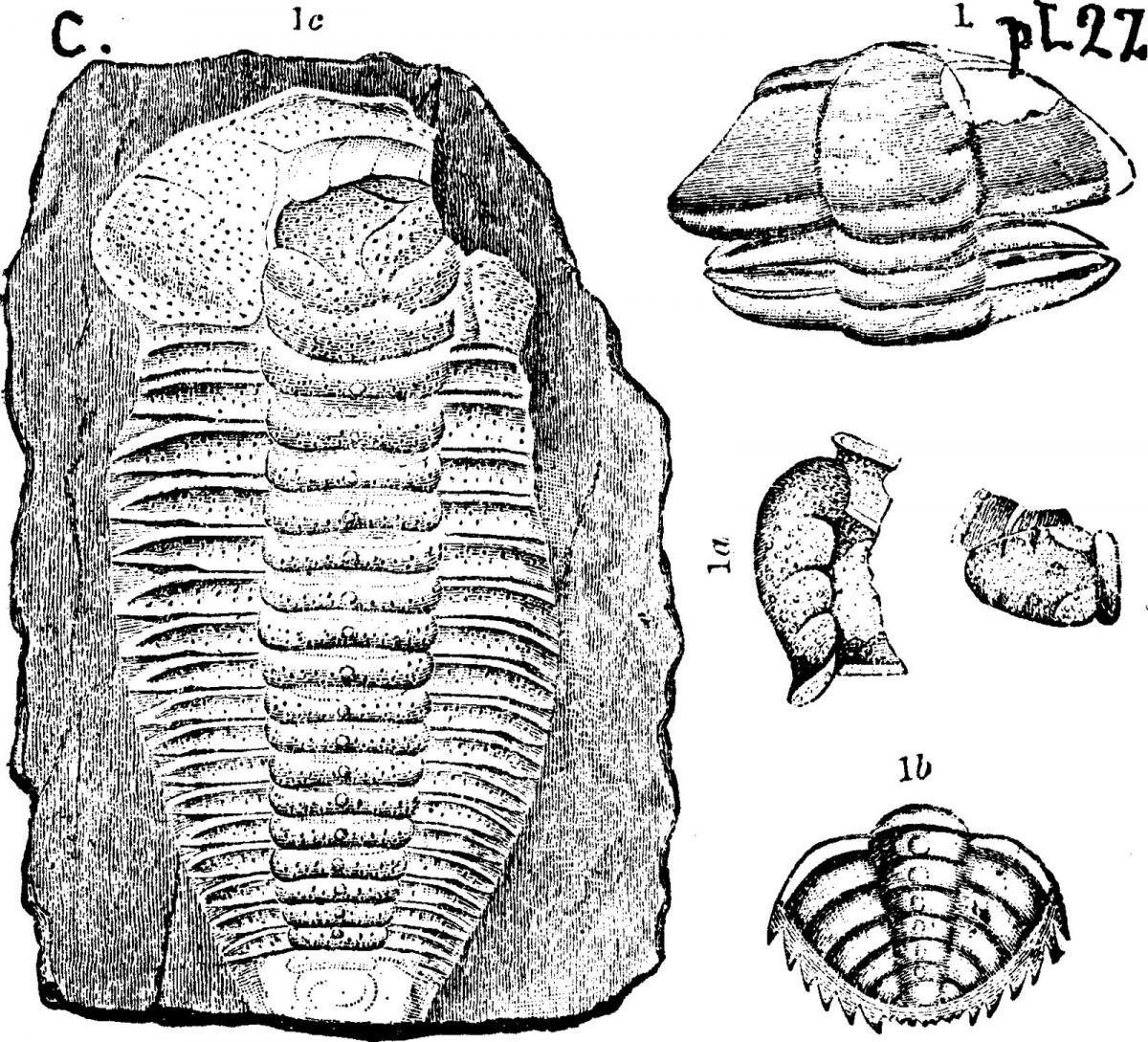 A black and white illustration of a trilobite fossil