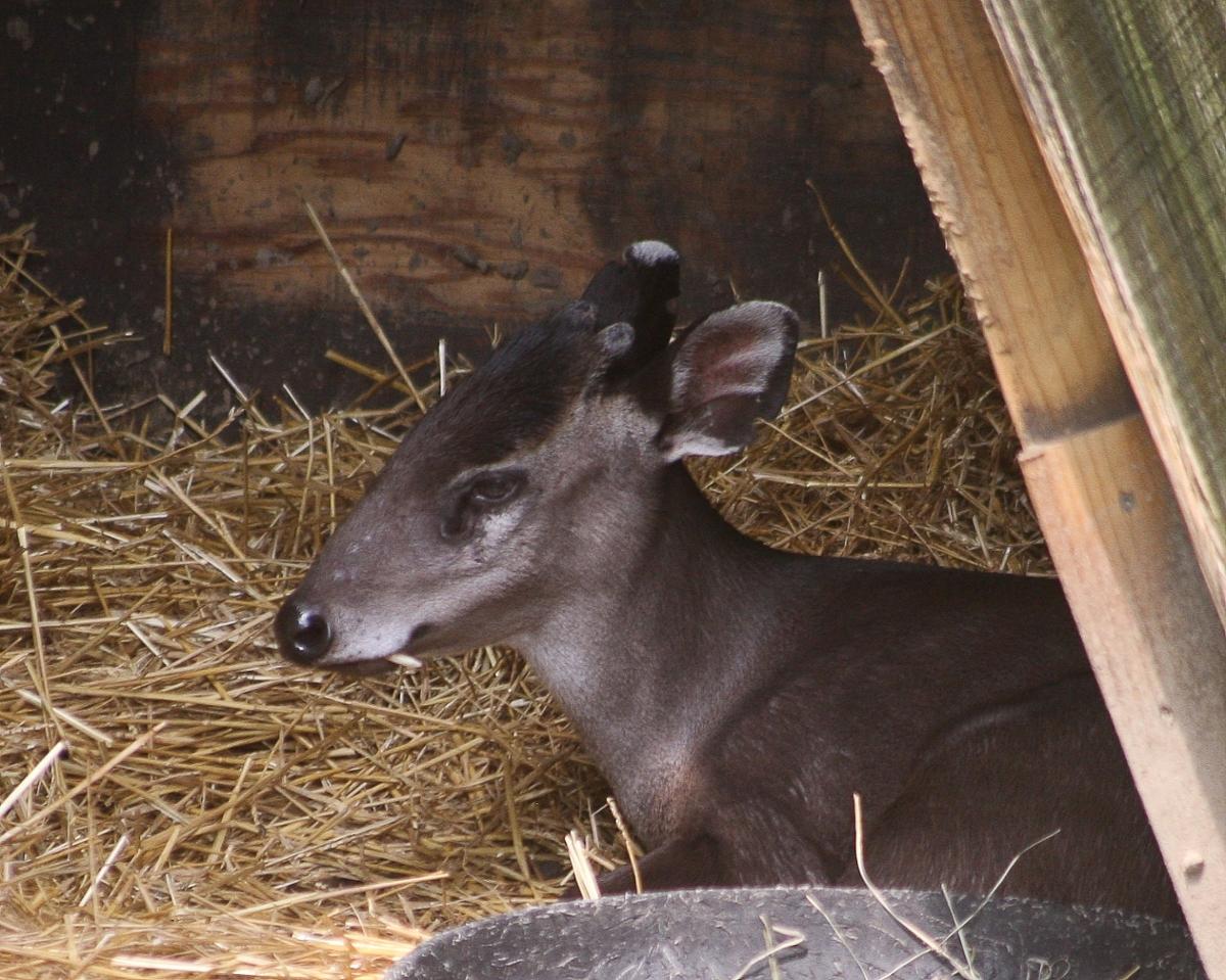 A tufted deer sits in profile to the camera on a bed of straw, with tusks out