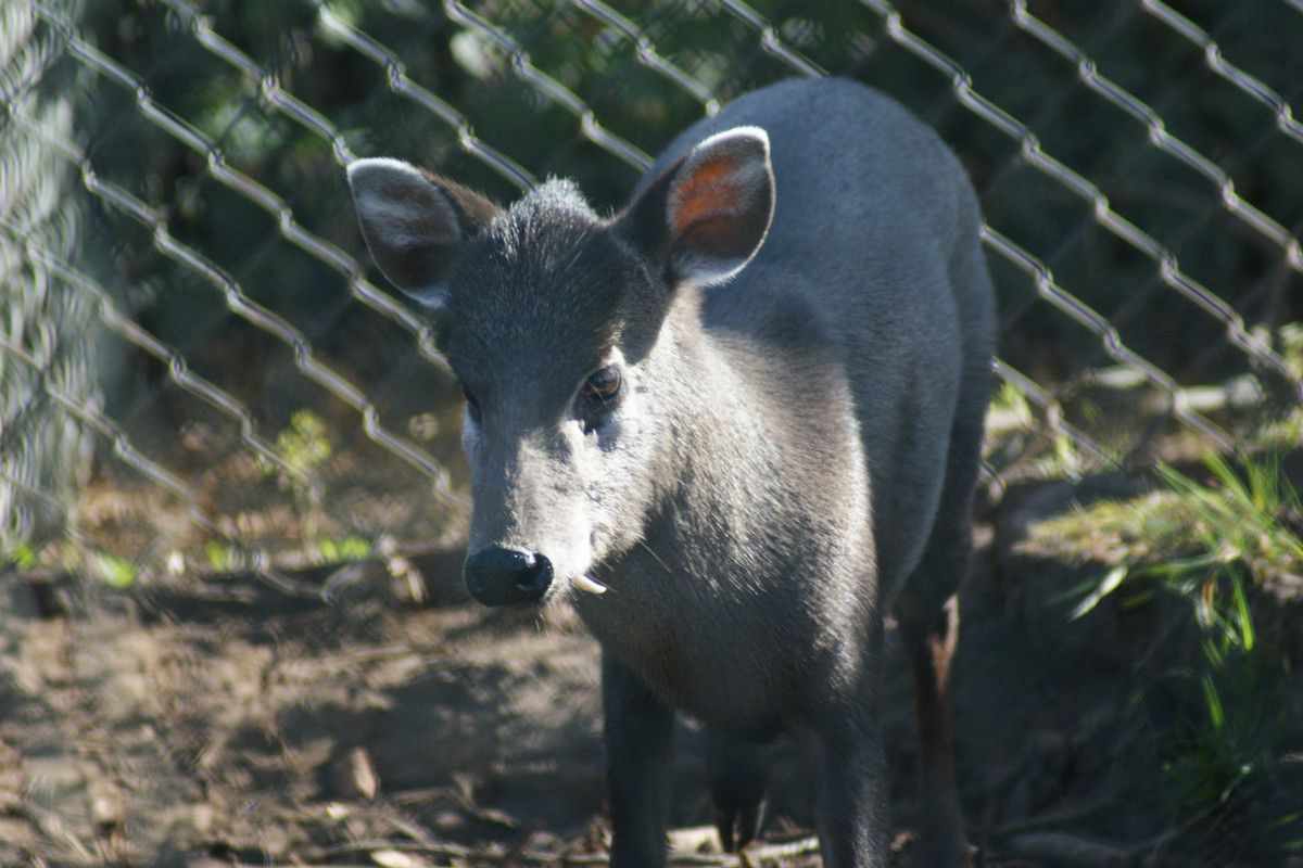 A light brown tufted deer outside facing the camera, with one large tooth visible pointing down
