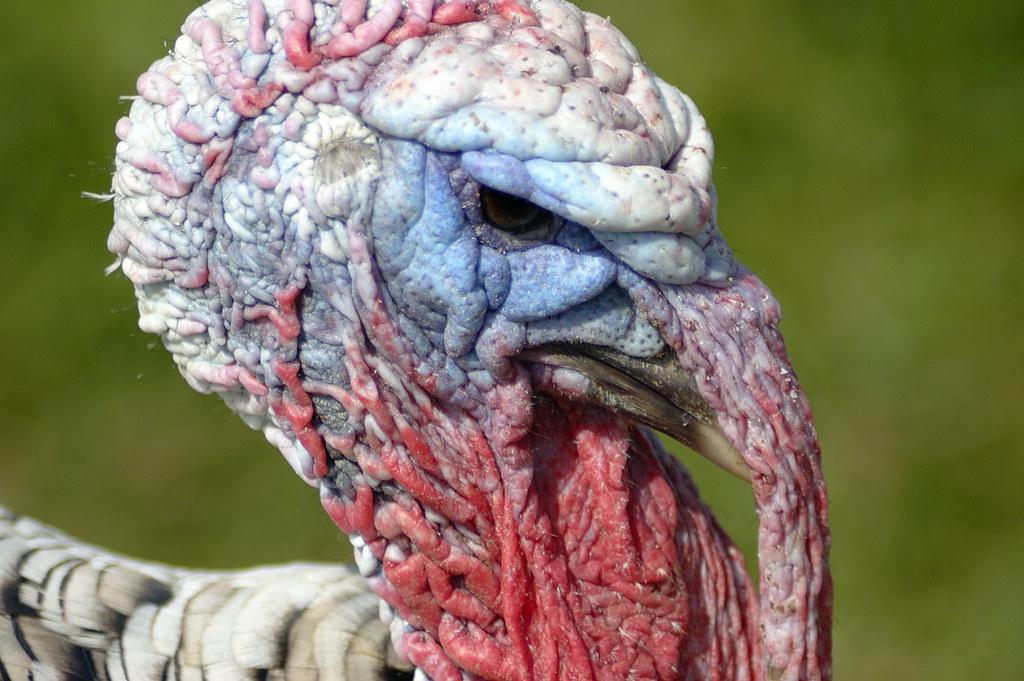 A closeup of a turkey's face with many wrinkles