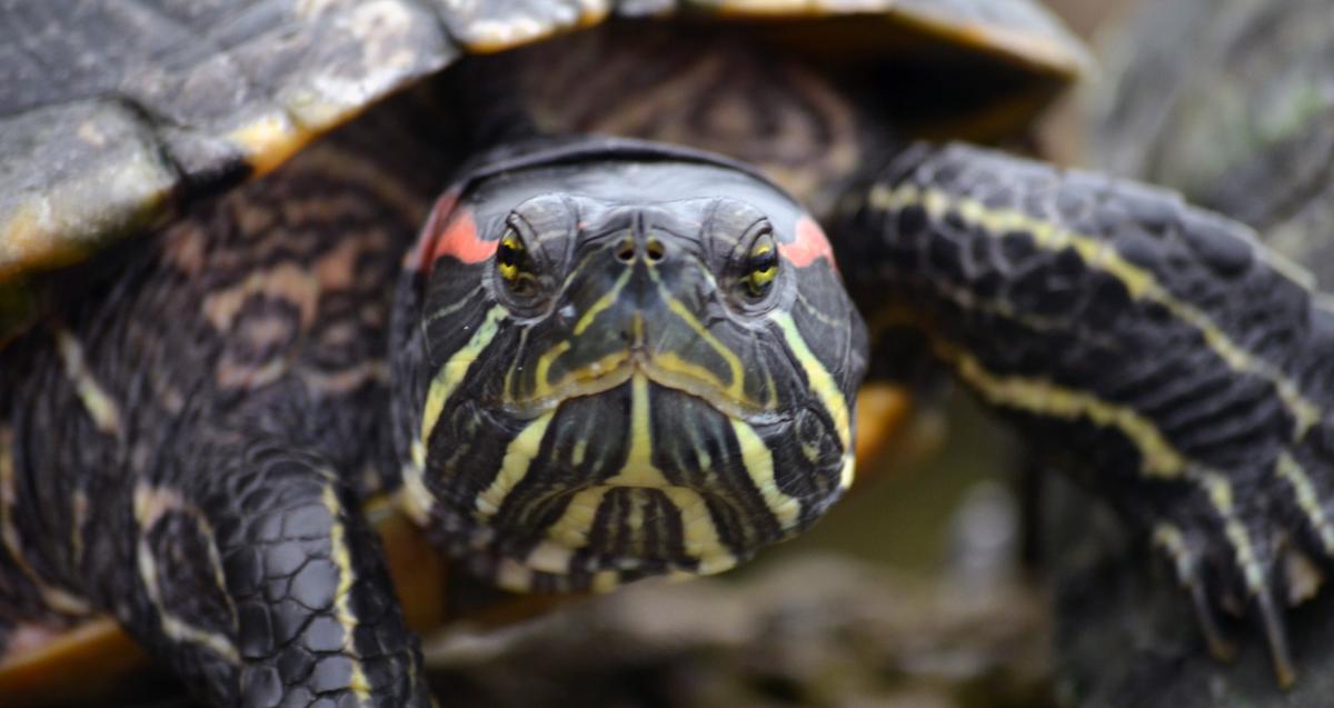 A close up of a painted turtle looking into the camera