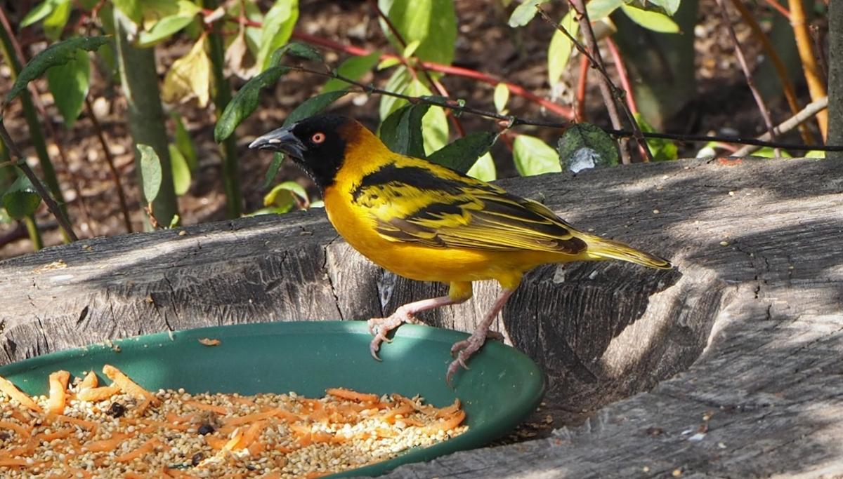 A yellow weaver bird eats seeds out of a dish outside on a sunny day