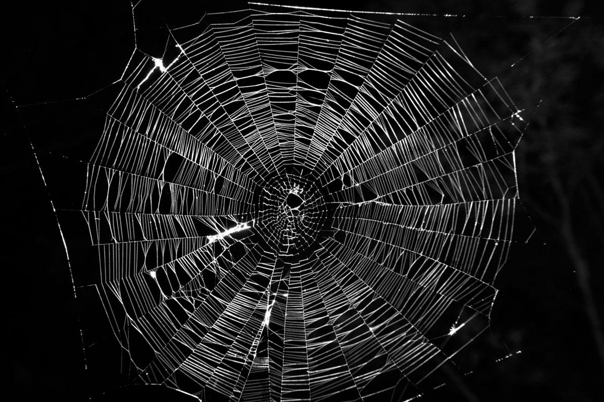 A spider's web.