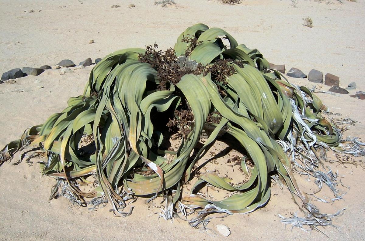 The plant Welwitschia mirabilis in a desert