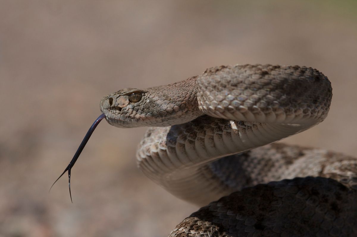 A western diamondback rattlesnake with its tongue out, coiled in the air