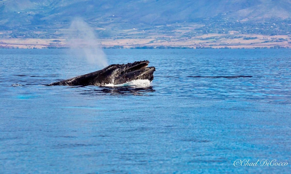 A humpback whale blows out water as it breaches the surface