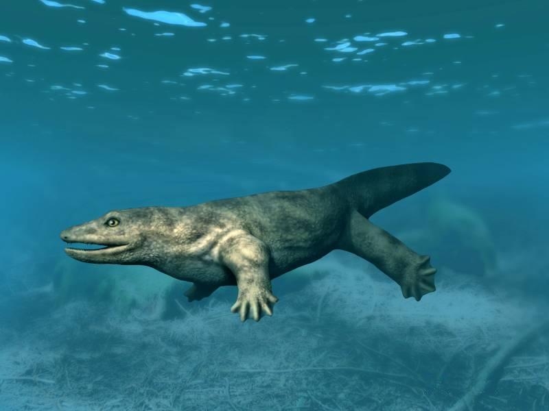 An illustrated rendering of a whatcheeria, resembling a large but compact lizard swimming underwater