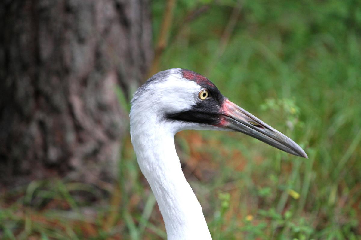 A profile of a whooping crane, with a white neck and black around the base of its beak