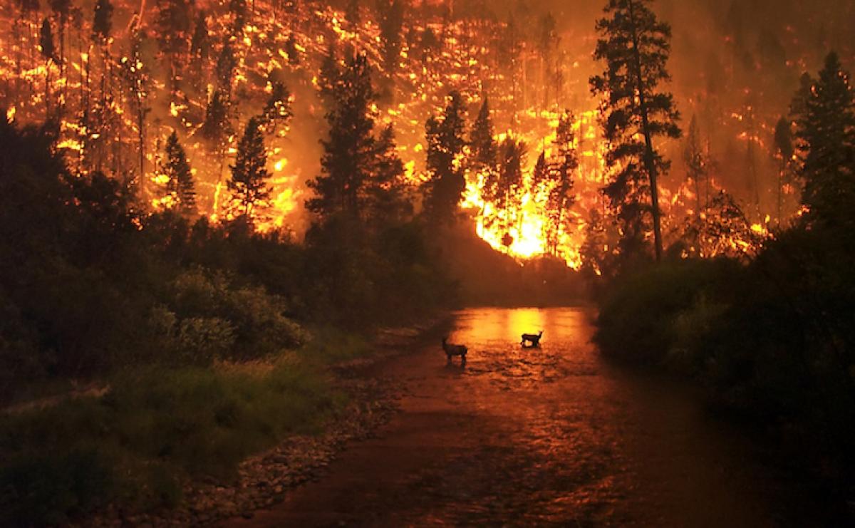 A large forest wildfire blazes as two deer watch from a distance, standing in a river