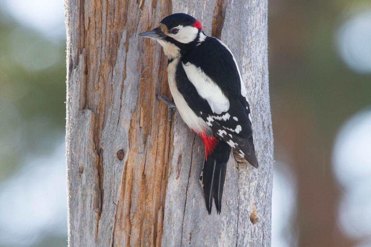 Woodpecker on a tree.