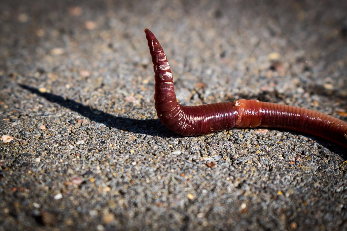 A worm on concrete with one end pointing up into the air
