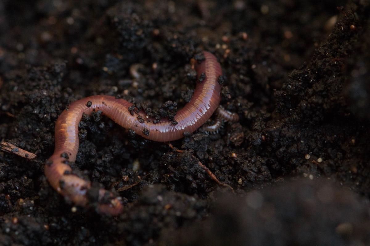 An earthworm lays in tilled, dark dirt
