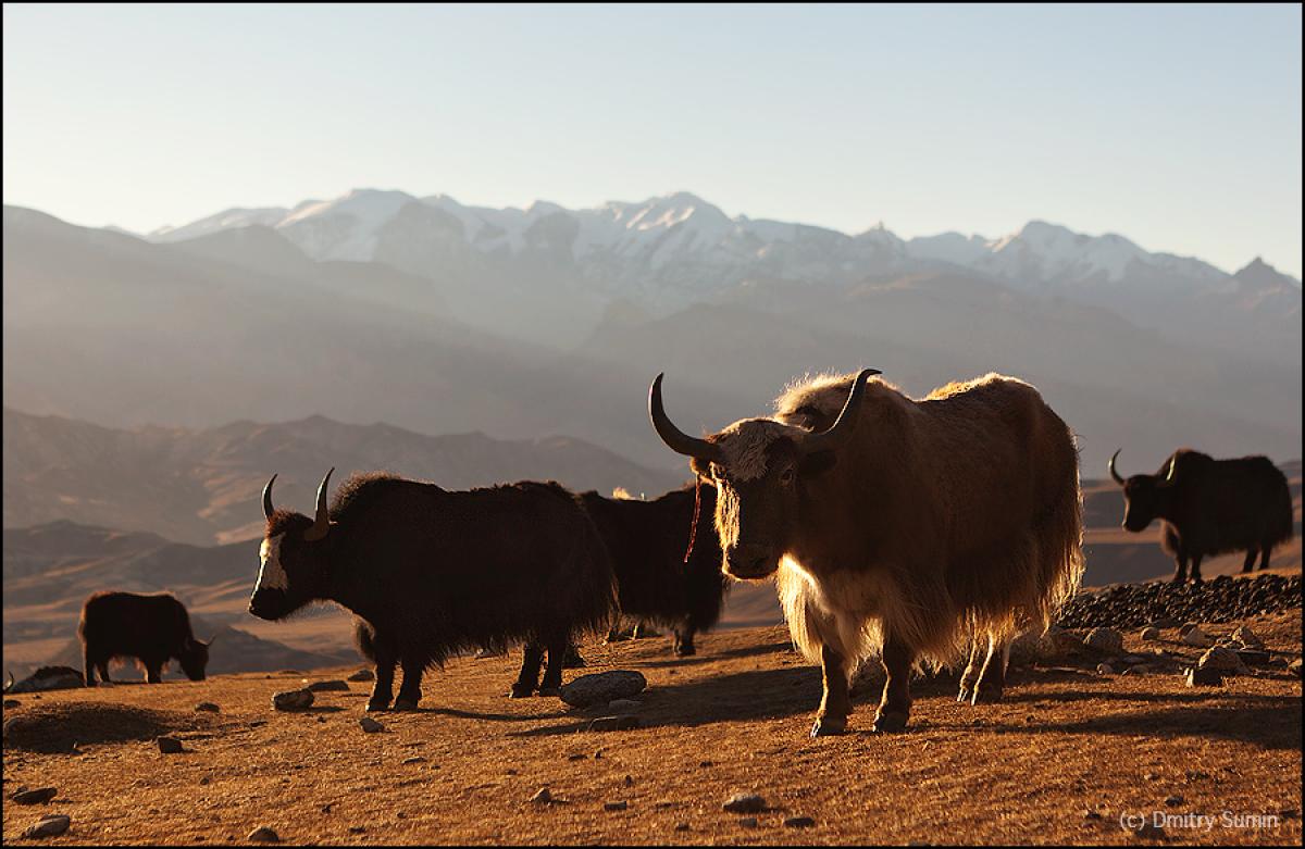 A group of yaks on a hill as the sun begins to set