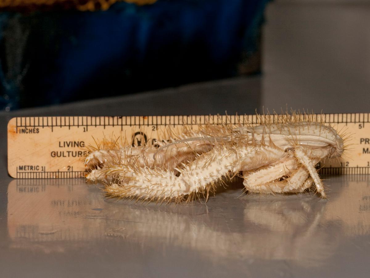 A side profile of a spiky, white yeti crab, sitting next to a ruler
