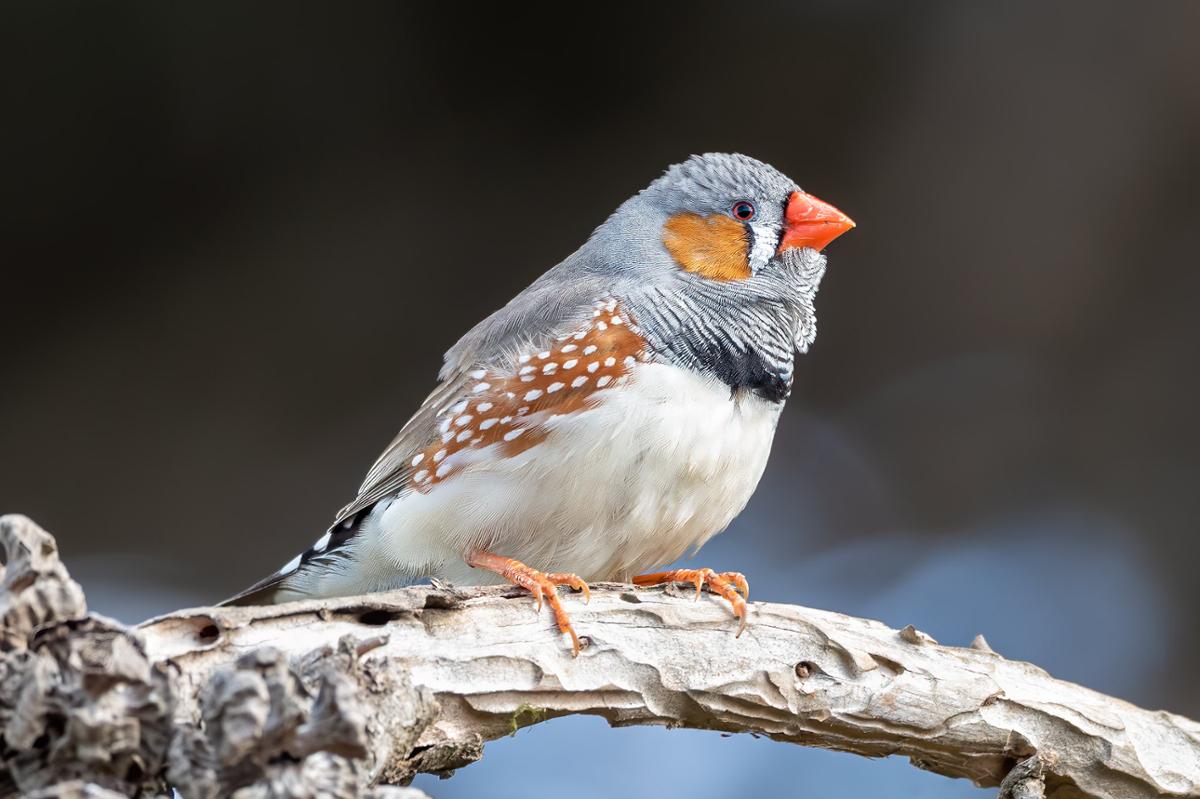 A grey zebra finch with an orange beak, cheeks, and sides sits on a branch close to the camera