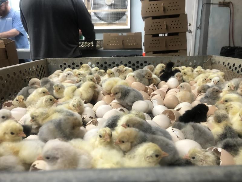 Several dozen freshly hatched chicks and egg shells in an open topped metal box with holes along the edges