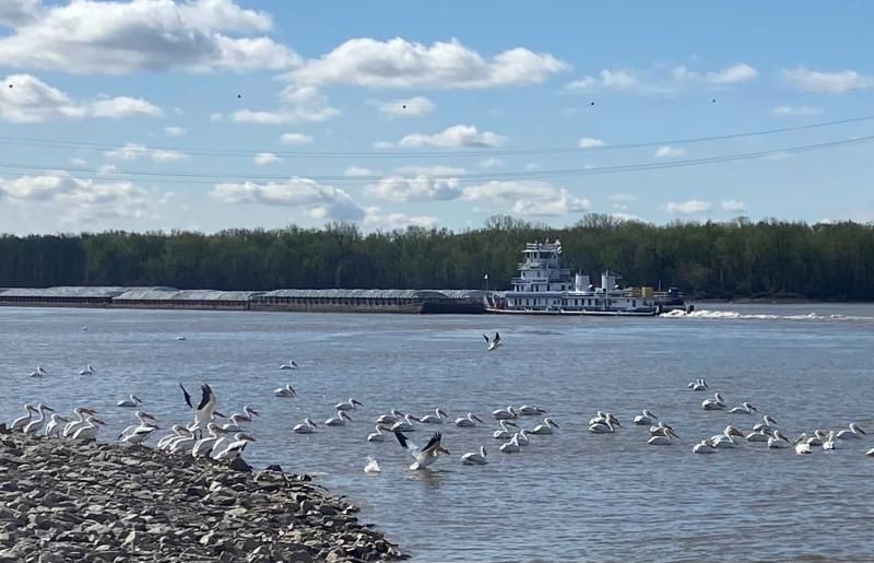 View from a river bank of a barge pulling containers, pelicans in the forground