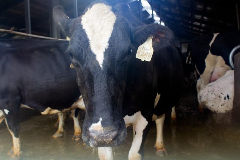 Close-up of a black and white cow with a number tag on the ear and some other cows in the background