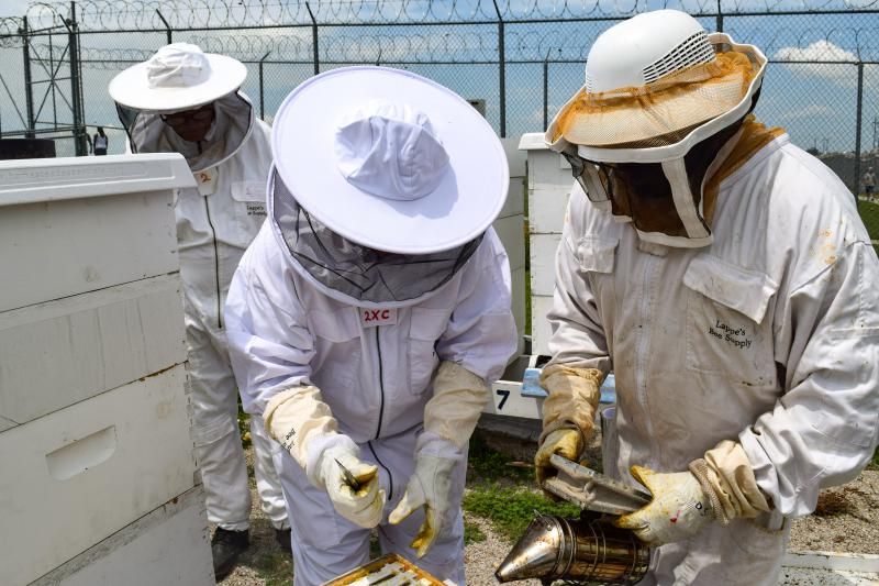 three people in white protective clothing, including hats with screens, working on a hive box with frames. One person is holding a smoking tool. White stacked hive boxes are visible as well as chainlink fencing topped with razor wire in the backgroun