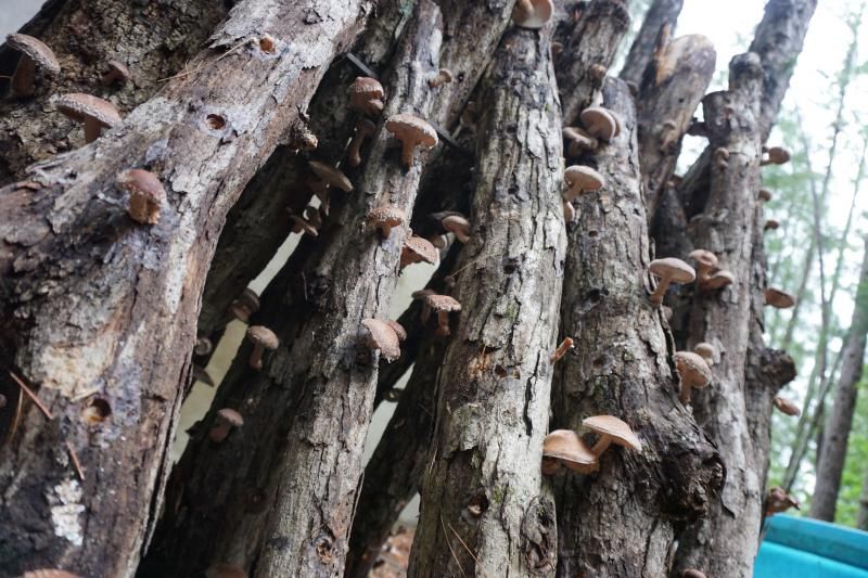 cut tree branches, leaning upright, with brown mushrooms growing on them