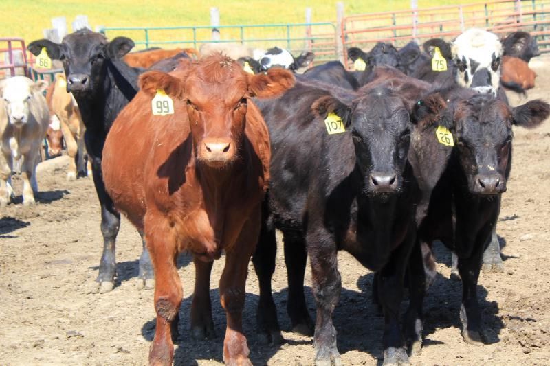 Brown and black cows with tags in their ears cluster together and face the camera in a large pen outdoors