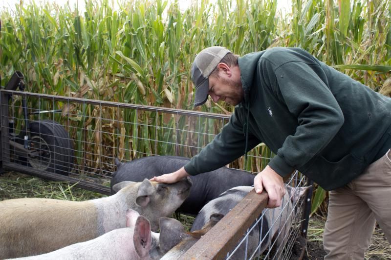 Zack Smith patting the head of a pig in an open pen next to a small building with tall corn stalks next to the pen.