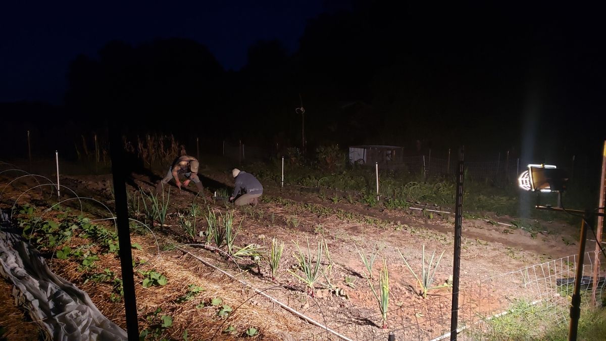 Two people planting in farm rows at night, with a light shining on them as they work.