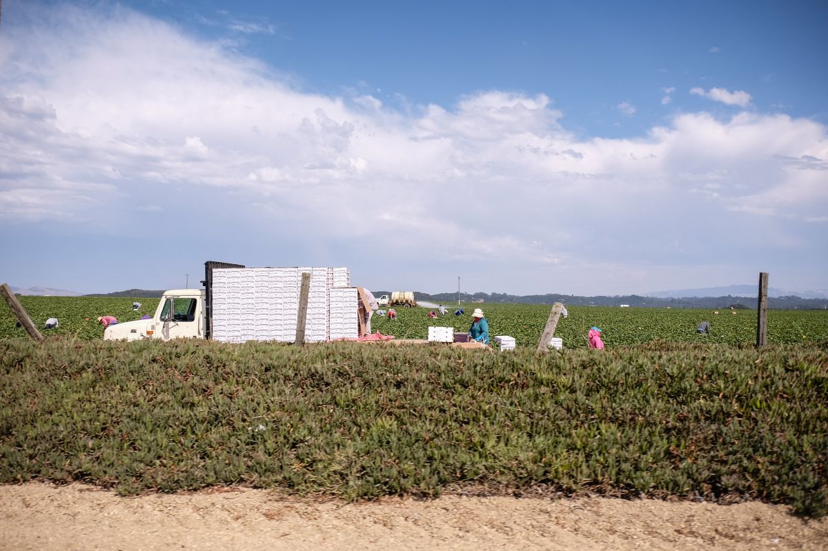 A white truck with white produce boxes stacked on the back parked in a field with workers bent over, low mountains and blue sky in the background.