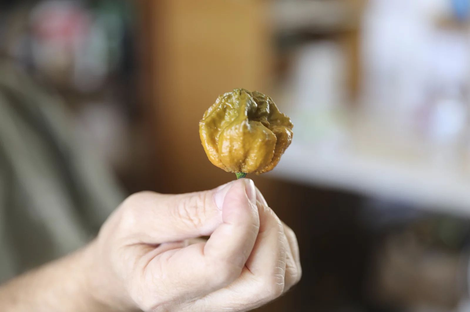 A hand holding a pepper X
