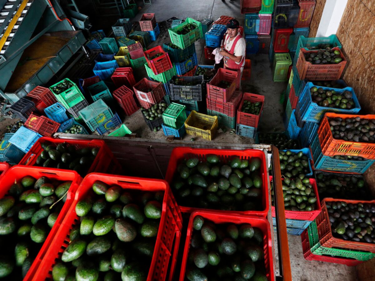 Avocados in large crates