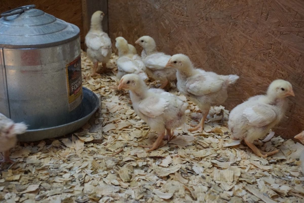 Chicks inside of an enclosure 